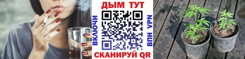 Шишки марихуана индика  маркетплейс телеграм  Карабулак  наркота 